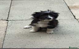 Mixed Breed dogs for sale: Female puppy - Image 2