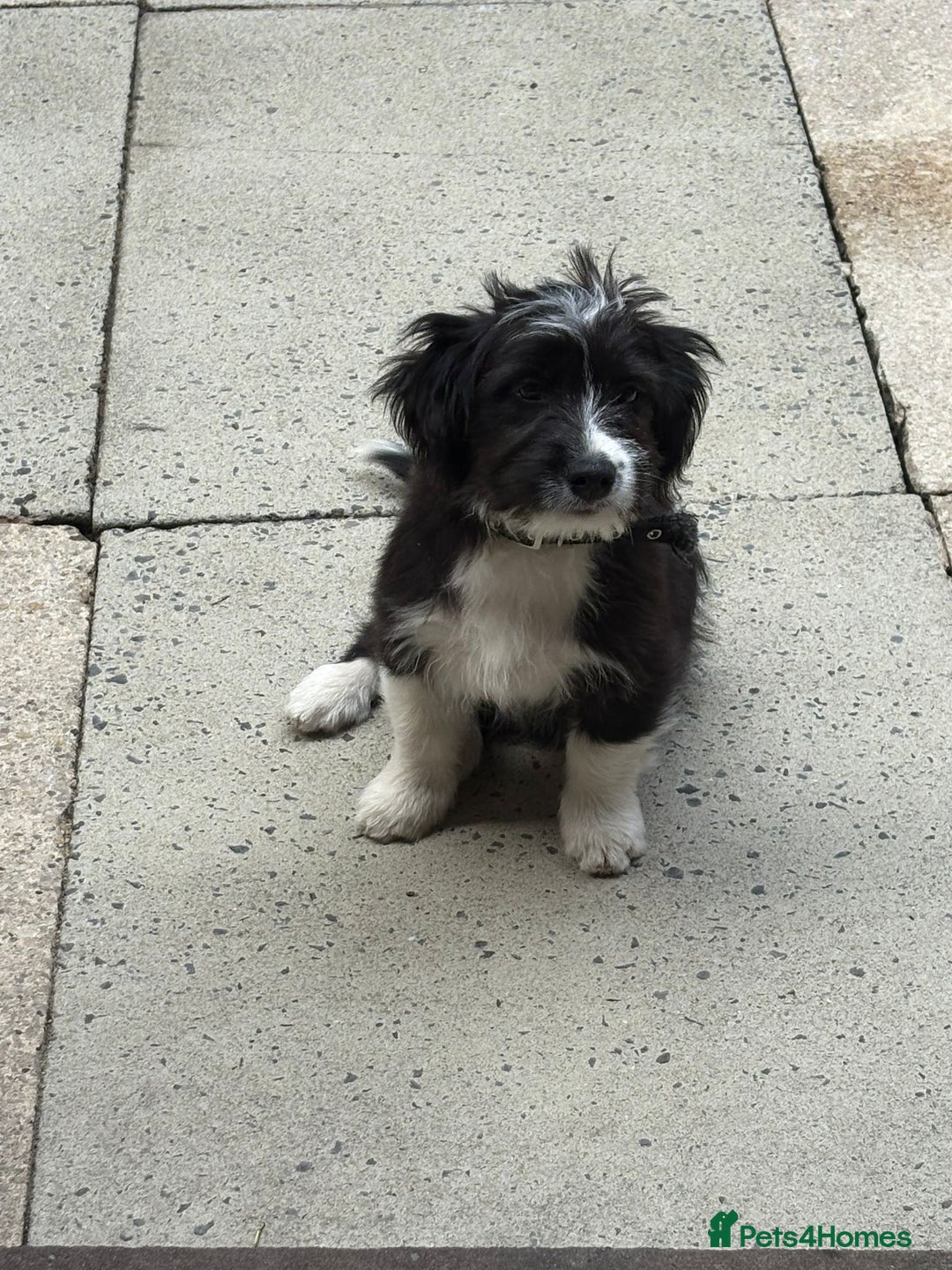 Mixed Breed dogs for sale: Female puppy - Image 2