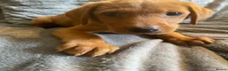 Labrador Retriever dogs for sale: Extensively health tested  Red Labrador puppies  - Advert 20