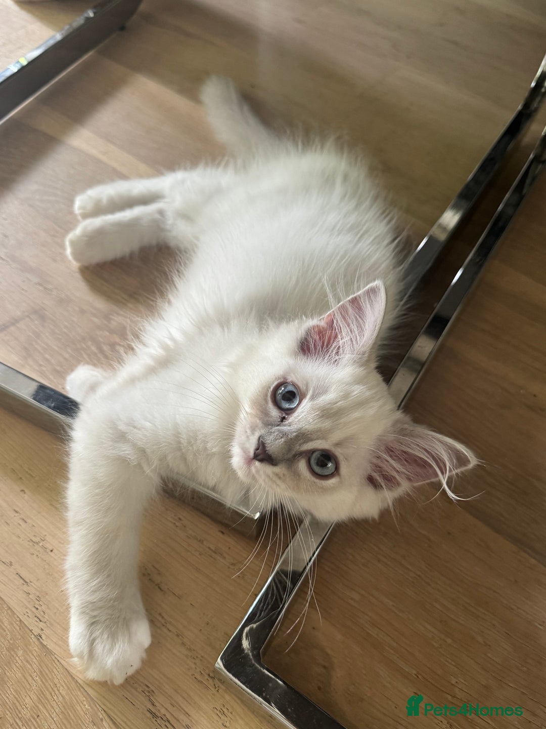 Ragdoll cats for sale: X5 Ragdoll kittens - Image 4