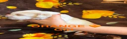 Cocker Spaniel dogs for sale: Gorgeous Cocker Spaniel Puppies - Advert 7