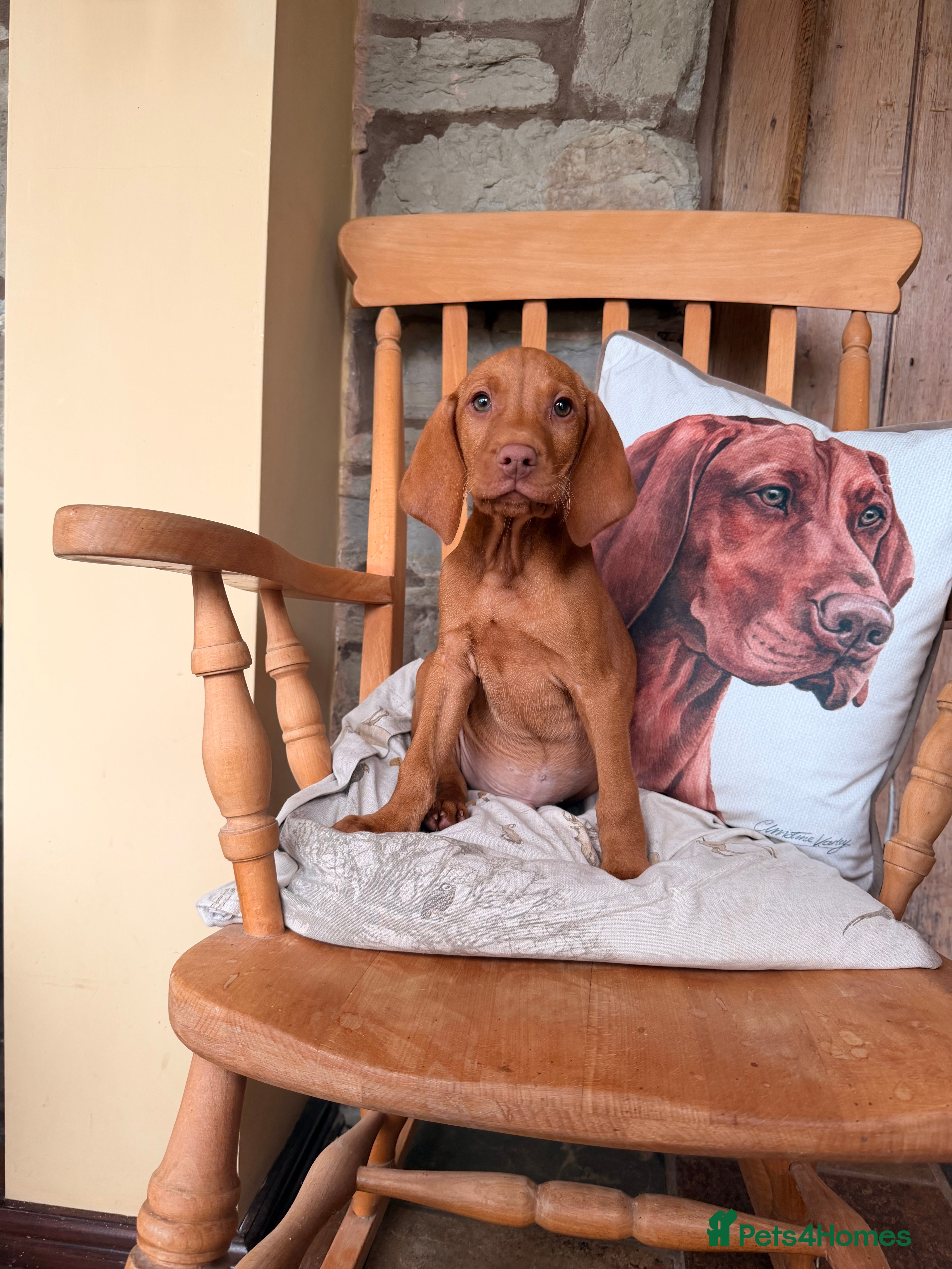 Hungarian Vizsla dogs *SHOW QUALITY BEST PUPPY*CHAMPION BRED PUPPIES - Advert 6