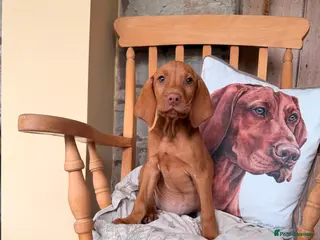 Hungarian Vizsla dogs *SHOW QUALITY BEST PUPPY*CHAMPION BRED PUPPIES - Advert 6