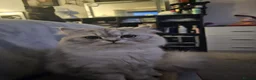 British Shorthair cats for sale: Bundles of fluff - Advert 28