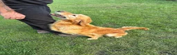 Golden Retriever dogs for sale: Loving golden retriever girl  - Advert 1