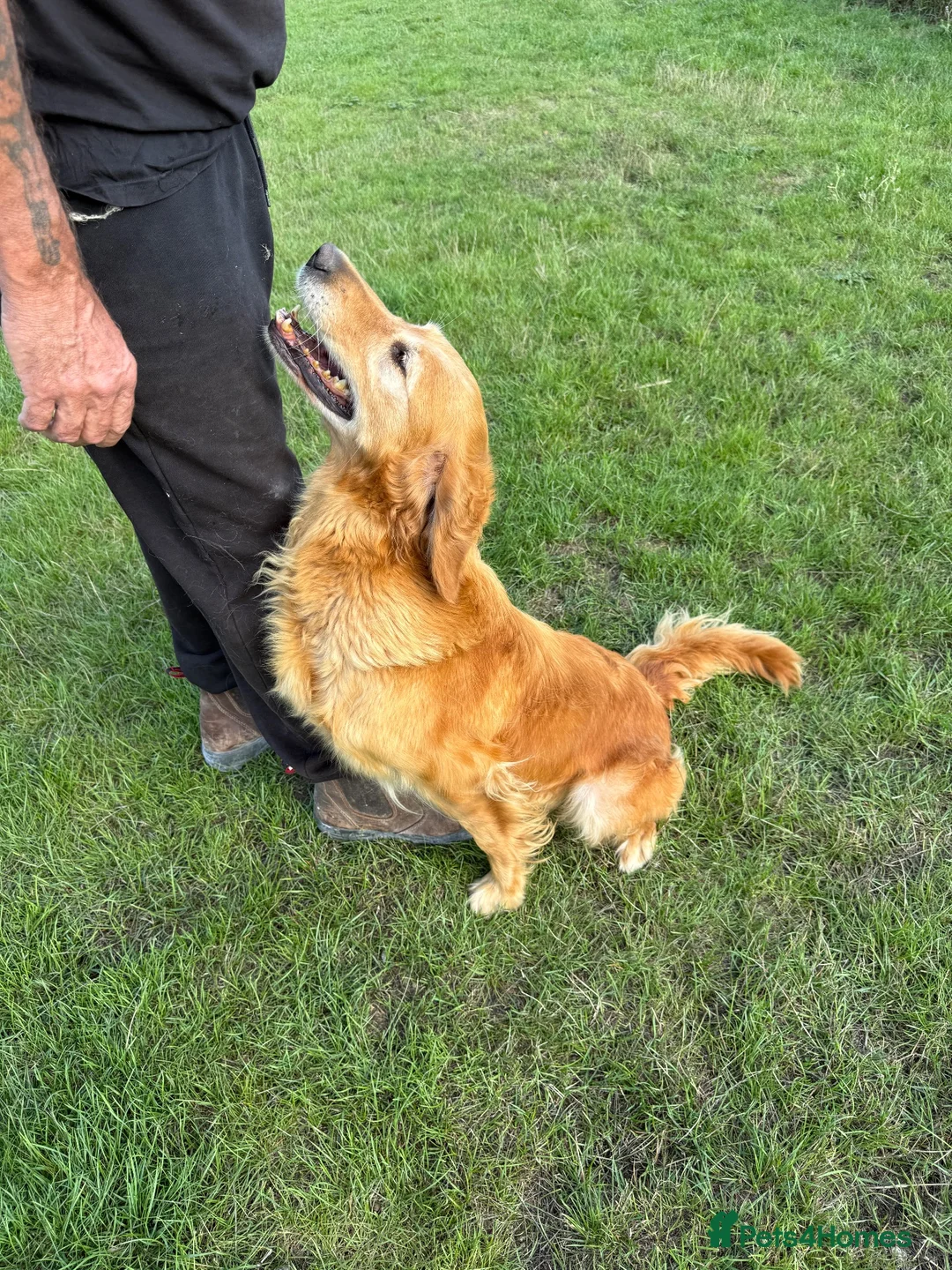 Golden Retriever dogs for sale: Loving golden retriever girl  - Advert 1