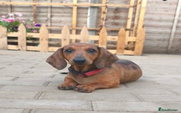 Dachshund dogs for sale: READY NOW-Champions Line Standard Dachshund KC REG in Coventry - Image 2
