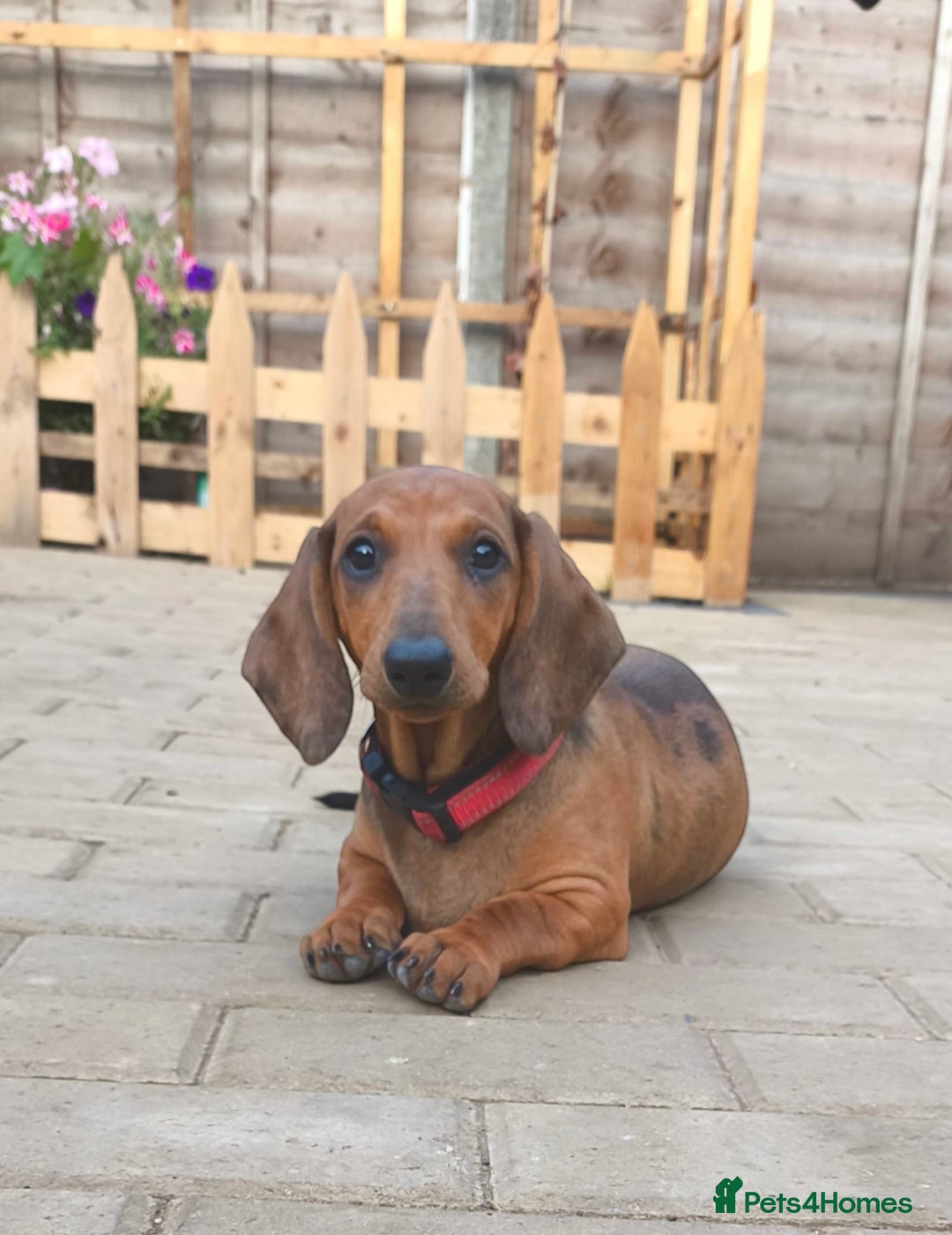 Dachshund dogs for sale: READY NOW-Champions Line Standard Dachshund KC REG in Coventry - Image 2