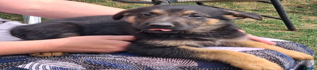 German Shepherd Puppy 3