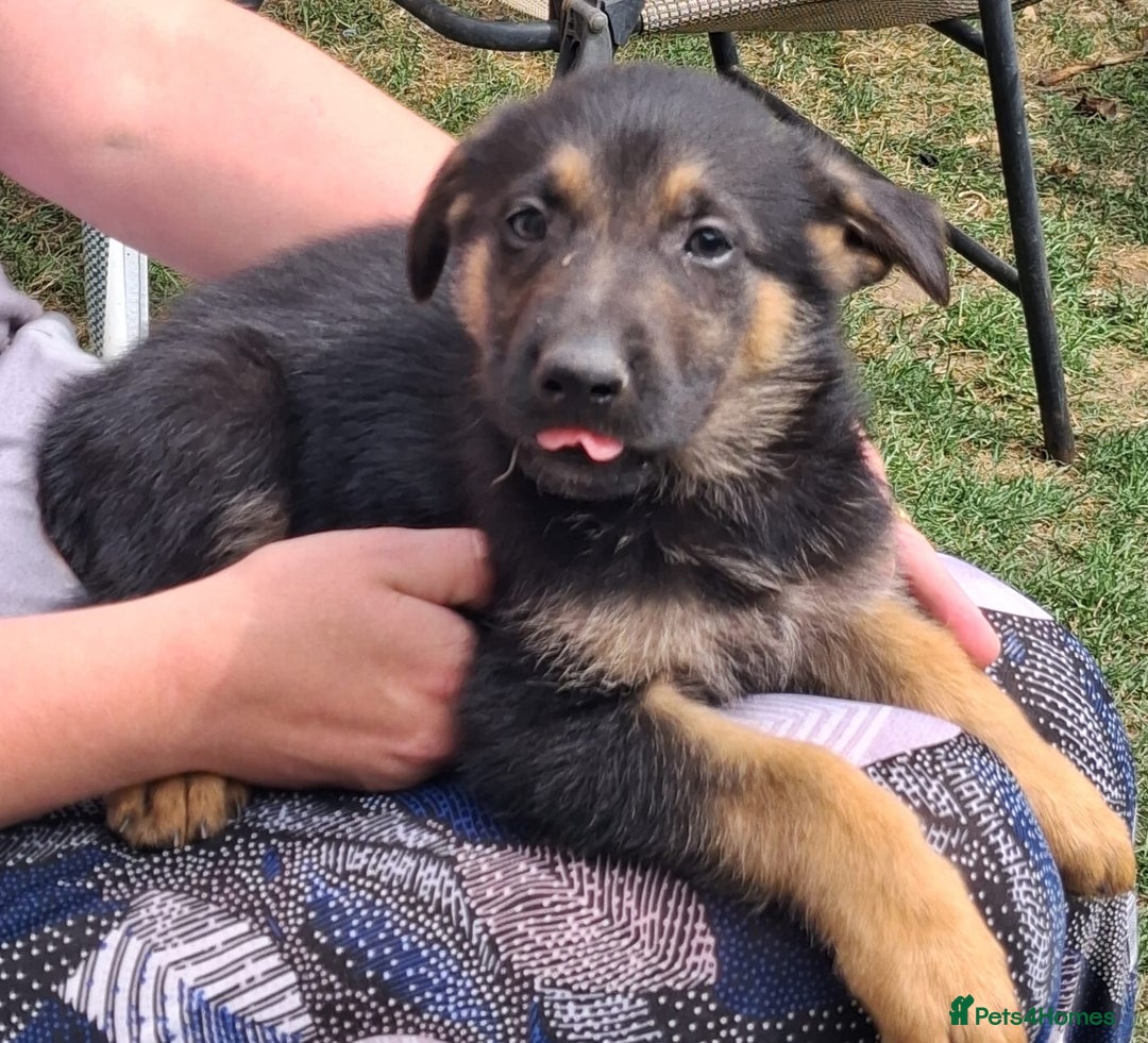 German Shepherd dogs for sale: Father and Mother  in Romford - Image 8