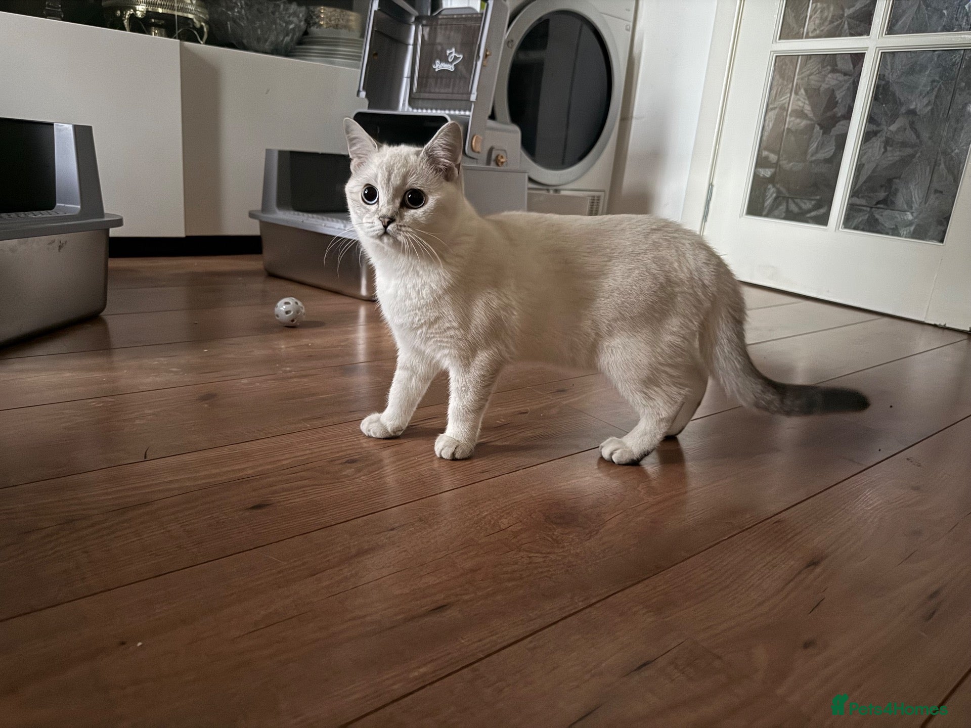 British Shorthair cats Last Girl 🌟 White British Shorthair Female Kitten - Advert 17