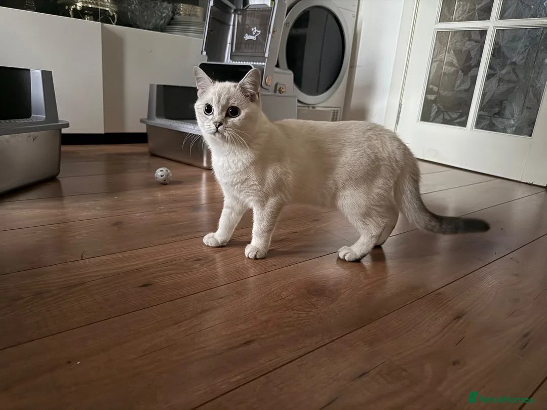 British Shorthair cats for sale: Last Girl 🌟 White British Shorthair Female Kitten - Advert 1