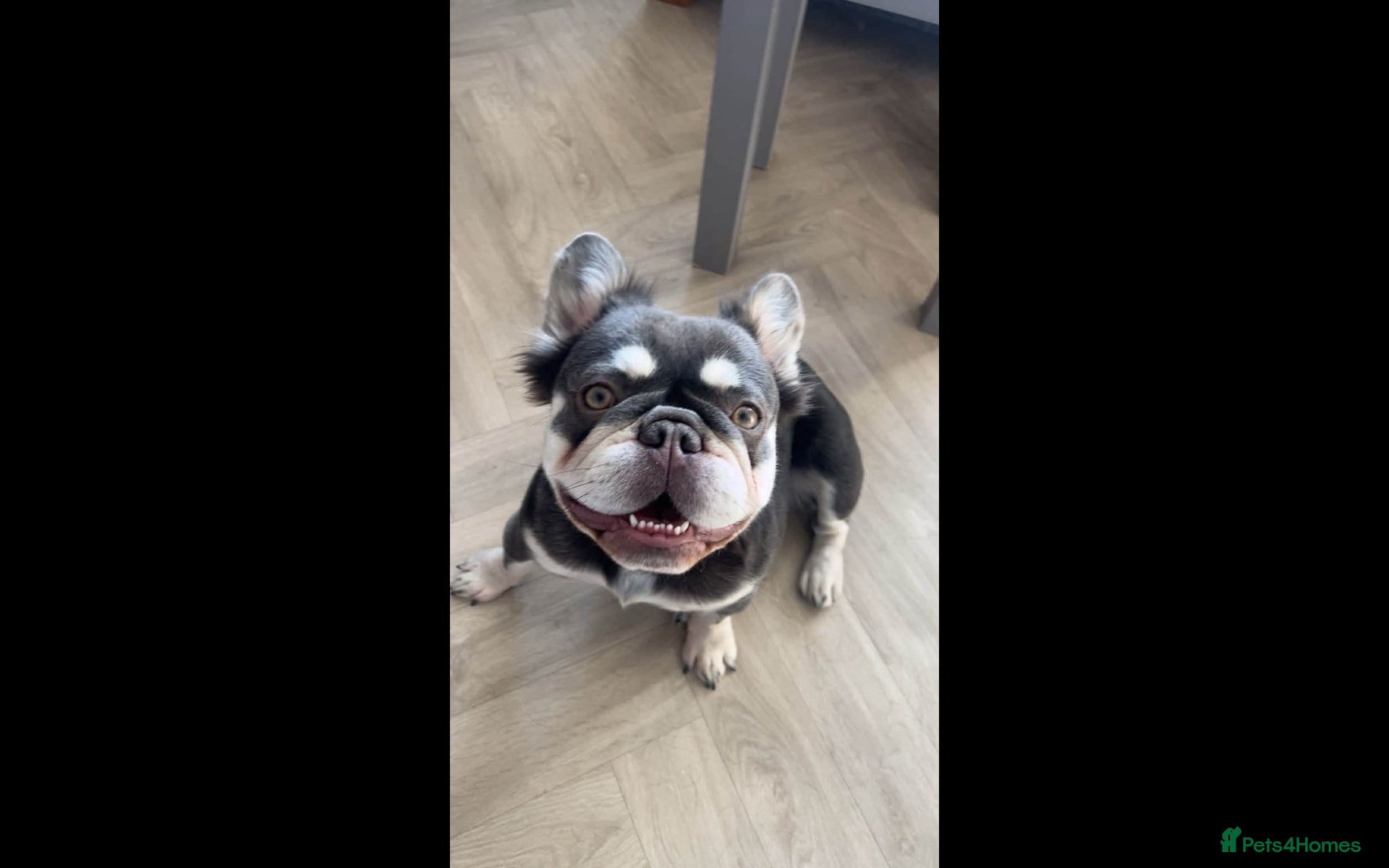 French Bulldog dogs FLUFFY FRENCHIES - Advert 1