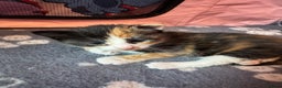 Mixed Breed cats for sale:  Beautiful tortoise shell half maincoon kittens  - Advert 7