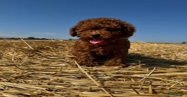 Toy Poodle dogs - Advert 5