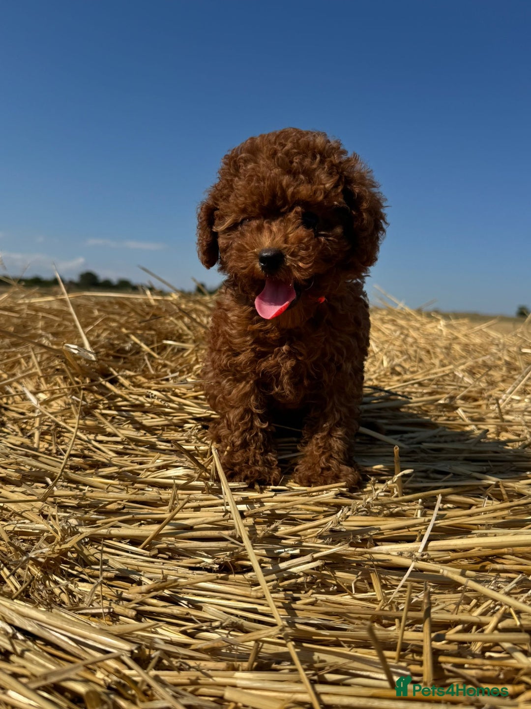 Toy Poodle dogs for sale: Toy Poodle Puppies–Asian Lines–Tiny Size - Image 2