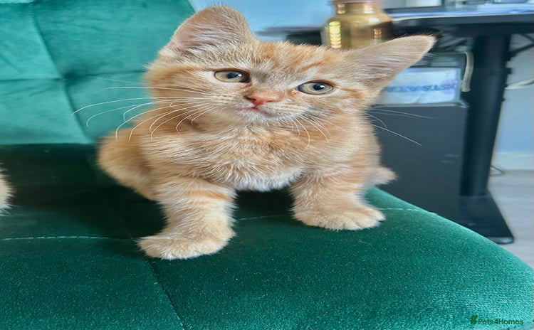 Mixed Breed cats - Advert 13