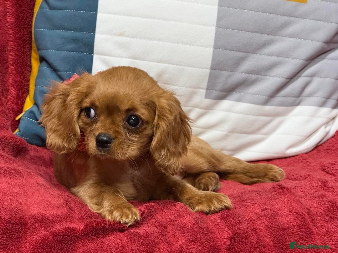 Cavalier King Charles Spaniel dogs for sale: Cavalier king Charles  Ruby's puppy's   - Image 15