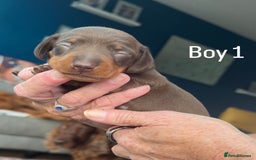 Miniature Dachshund dogs for sale: Miniature Dachshund Puppies For Sale  - Image 4