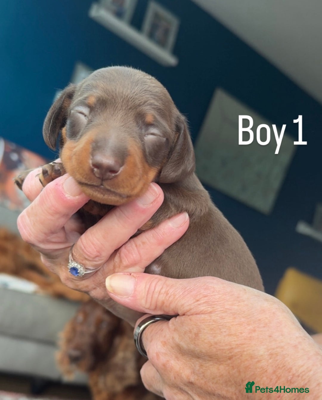 Miniature Dachshund dogs for sale: Miniature Dachshund Puppies For Sale  - Image 4