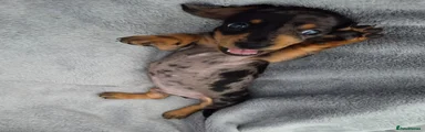 Miniature Dachshund 1 boy
