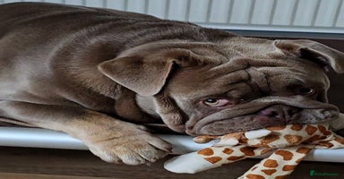 English Bulldog dogs - Advert 2