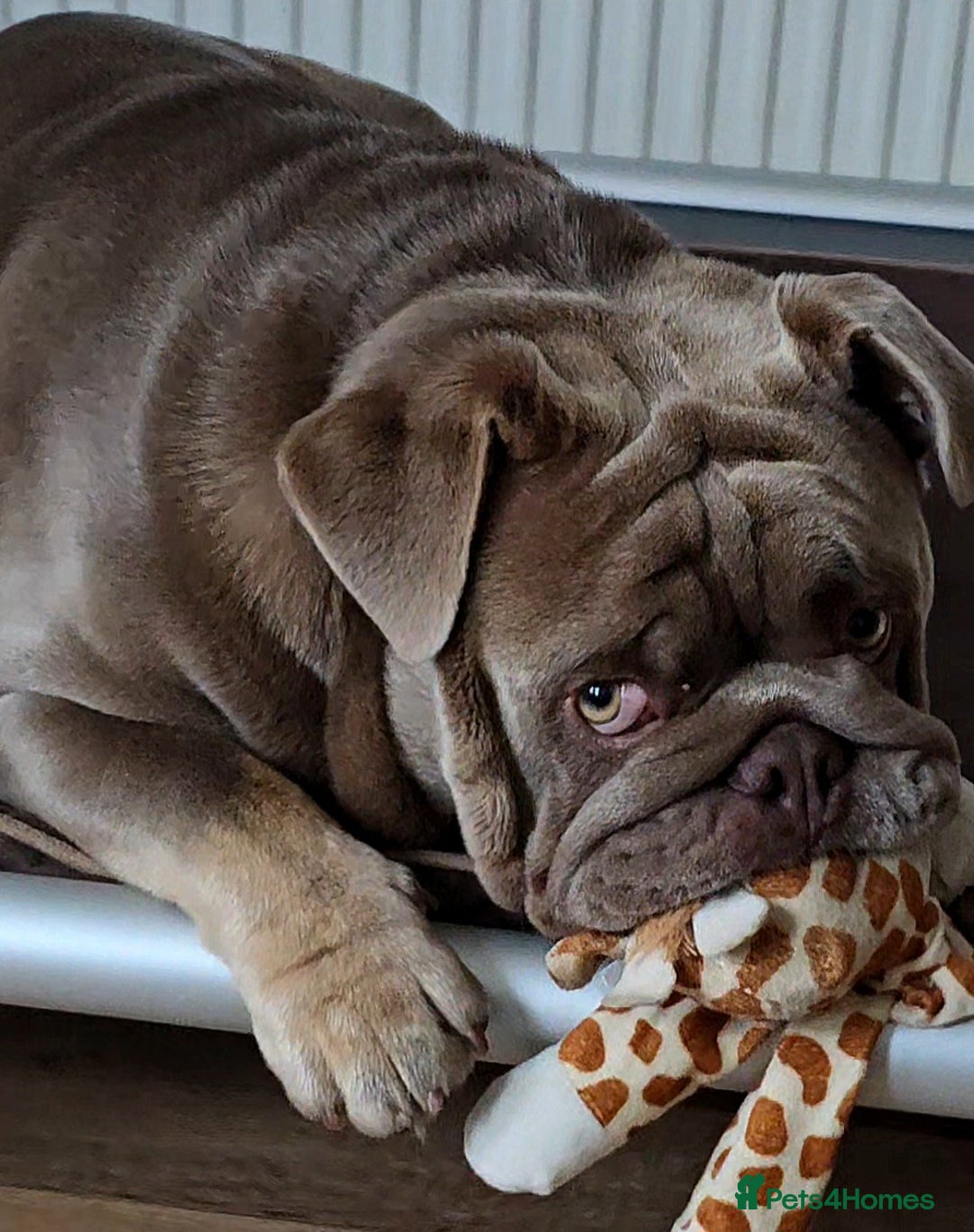 English Bulldog dogs for stud: Lowkey, Pink & Fluffy carrier Proven Stud!  - Image 3