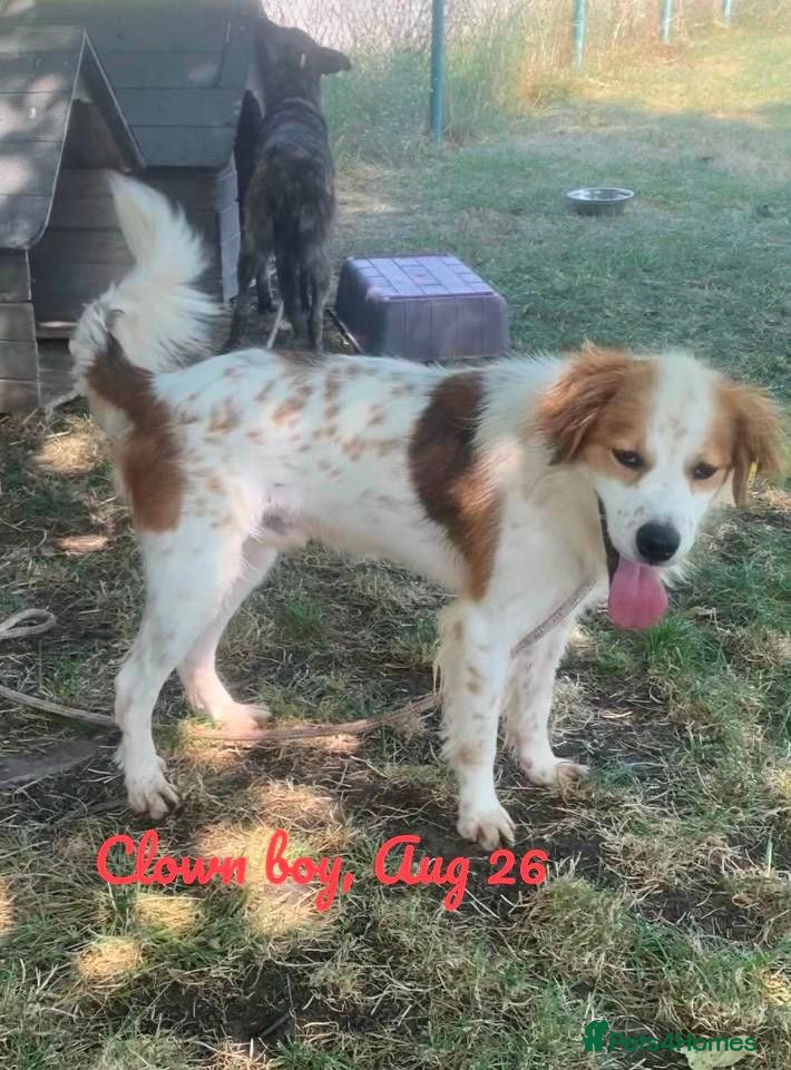 Mixed Breed dogs Clown boy, 6 yrs approx. Available for adoption. - Advert 2