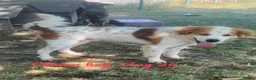 Mixed Breed dogs for adoption: Clown boy, 6 yrs approx. Available for adoption. - Advert 1