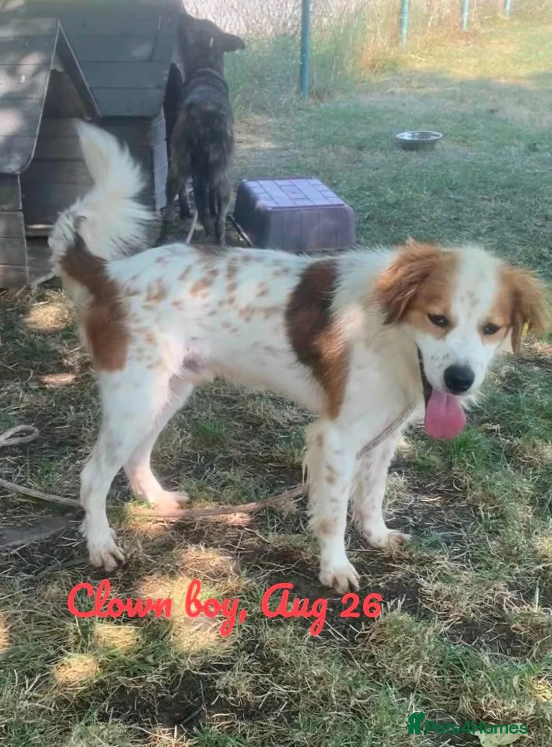 Mixed Breed dogs for adoption: Clown boy, 6 yrs approx. Available for adoption. - Advert 1