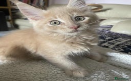 Maine Coon cats for sale: Purebred Maine Coons looking for a loving home 😻 - Image 16