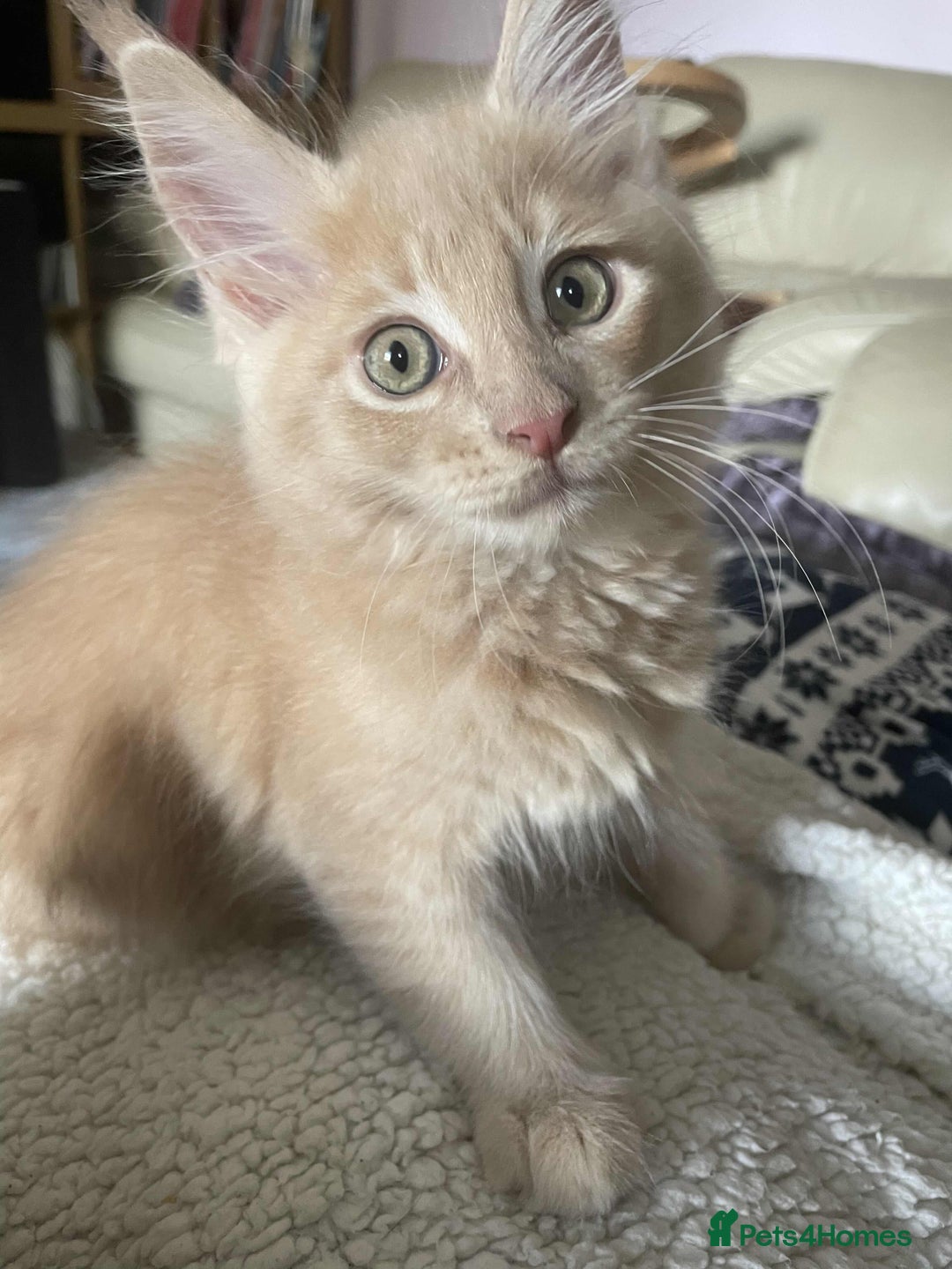 Maine Coon cats for sale: Purebred Maine Coons looking for a loving home 😻 - Image 16