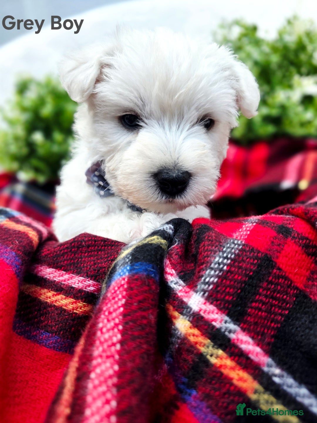 West Highland Terrier dogs for sale: Beautiful Westhighland Terrier Puppies  - Image 4