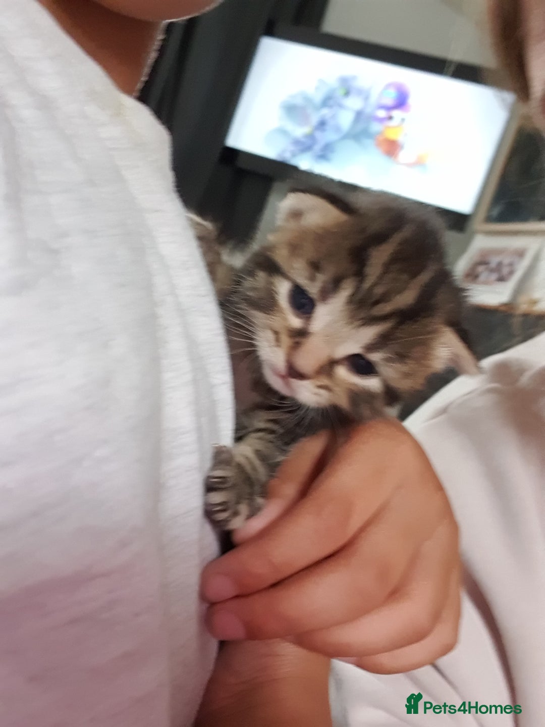 Domestic Shorthair cats for sale: 6 beautiful kitties - Advert 10