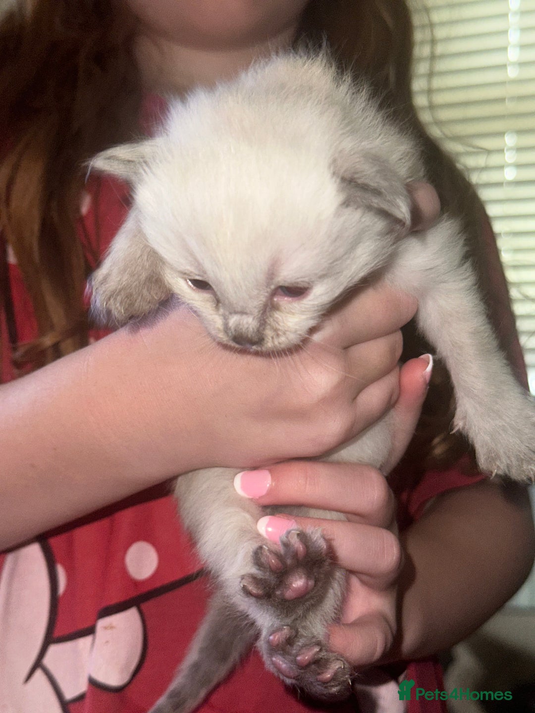 Siberian cats for sale: Full Siberian Litter. Quick sales before holiday - Image 27
