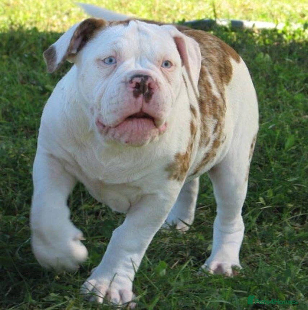 Alapaha Blue Blood Bulldog dogs for sale: SUPERB PICK OF LITTER PUP 5***** - Advert 14