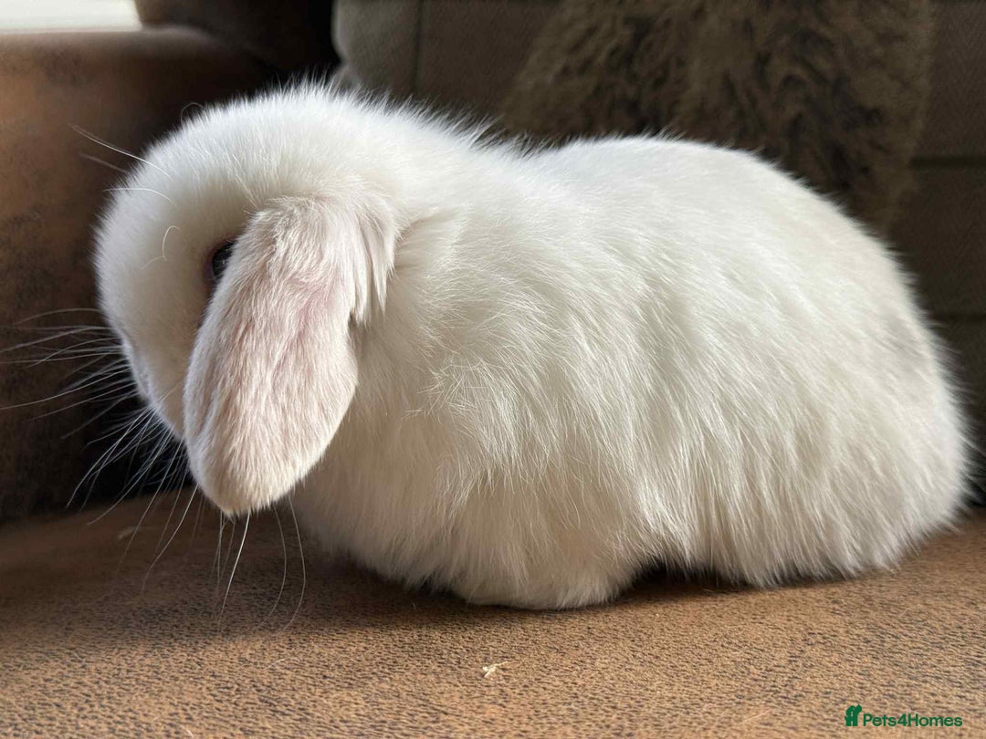 Mini Lop rabbits for sale: Stunning beautiful white mini lop - Image 4