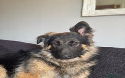 German Shepherd dogs for sale: German shepherd long haired  - Image 3