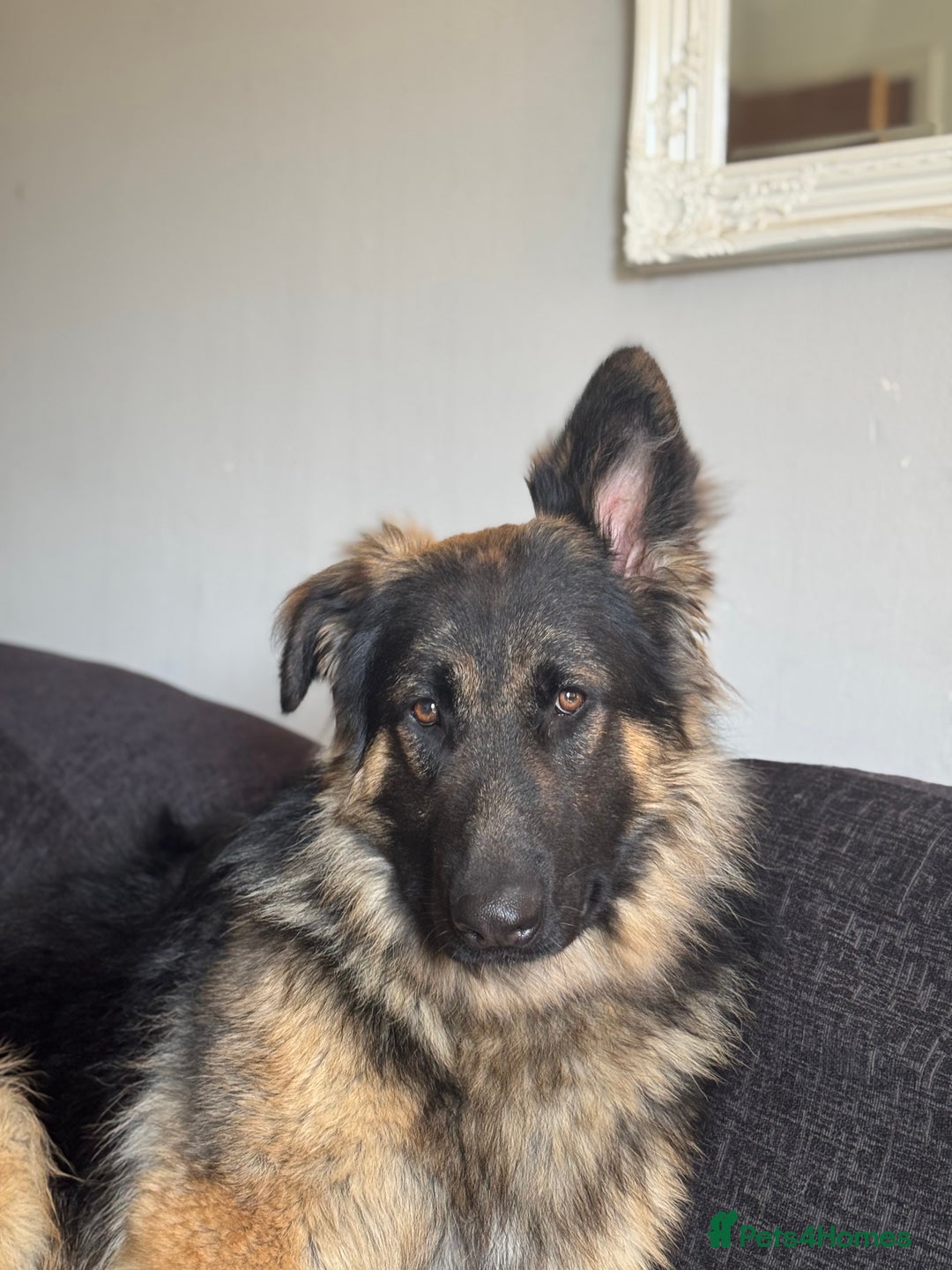 German Shepherd dogs for sale: German shepherd long haired  - Image 3
