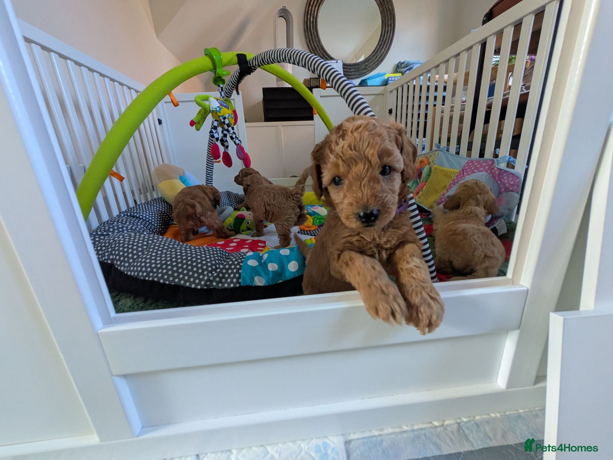 Miniature Poodle dogs KC Registered Red & Apricot Miniature Poodles - Advert 2
