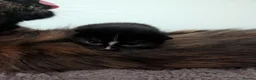 British Longhair cats for sale: 2 fluffy male kittens  in Wadhurst - Advert 11