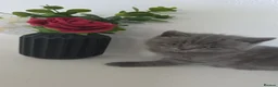 British Shorthair cats for sale: British shorthair  - Advert 6
