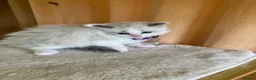 Ragdoll cats for sale: Beautiful full ragdoll kittens  - Advert 6