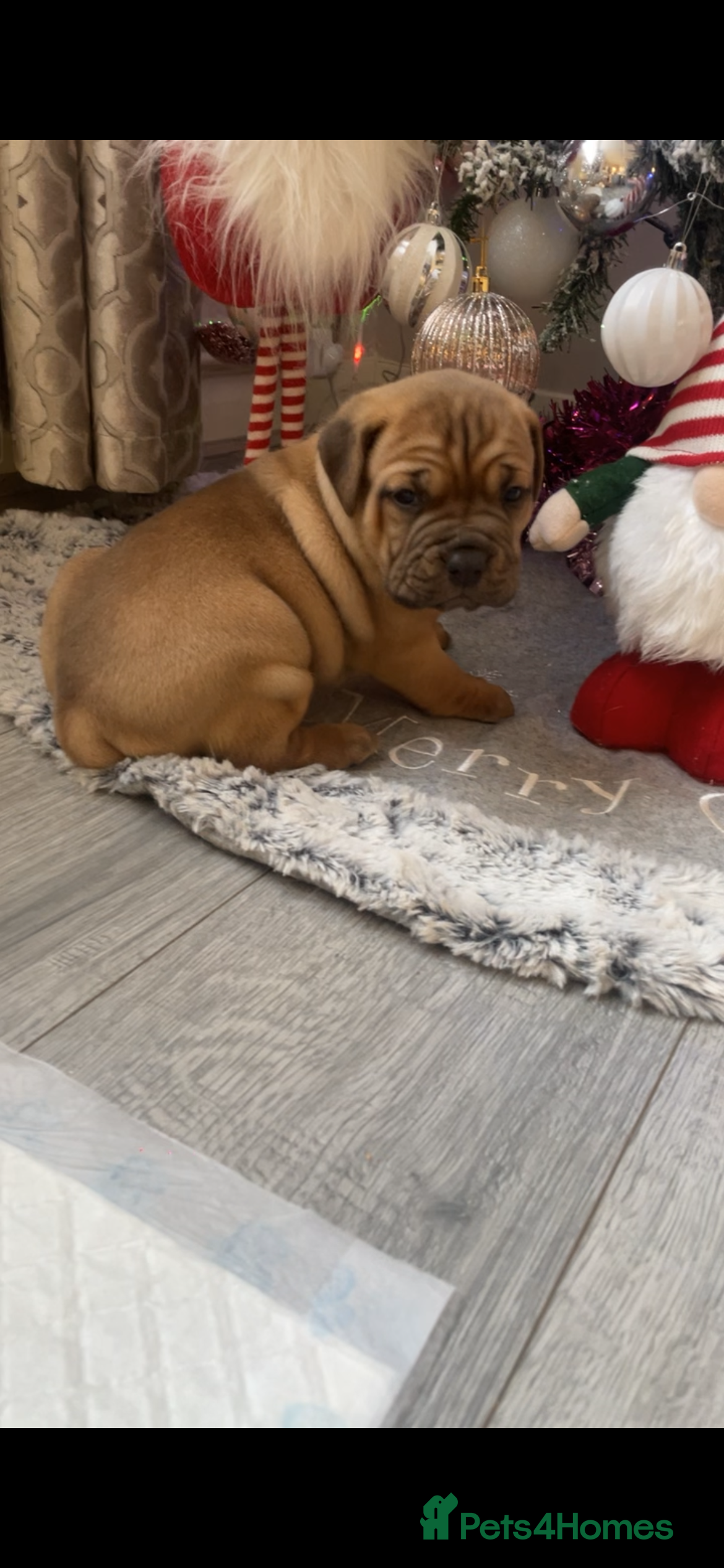 Dogue De Bordeaux dogs 3 beautiful dogue de bordeaux puppies for sale - Advert 2