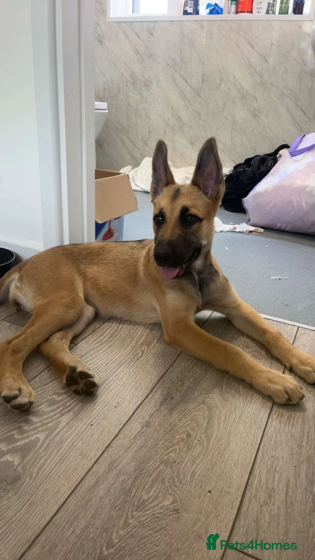Mixed Breed dogs for sale: GSD CROSS MALI in Harrow - Advert 2