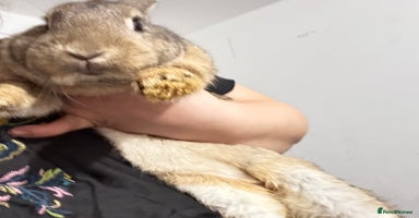 Mini Lop rabbits 1 rabbit - Advert 3