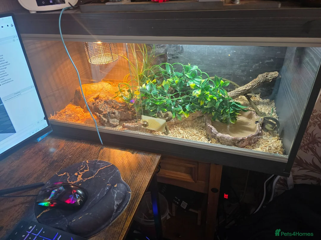 Corn Snake reptiles for sale: Corn snake  - Advert 2