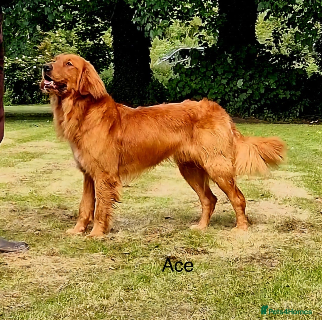 Golden Retriever dogs for sale: Outstanding Rich Red Golden Retrievers  - Image 4
