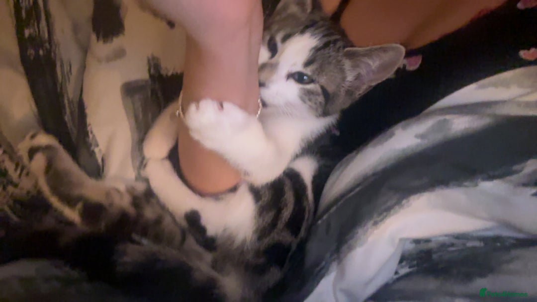 Mixed Breed cats for sale: Phoebe, 10 Months Old 🐾 🩷 - Advert 21