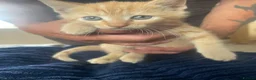 Mixed Breed cats for sale: Ready to go kittens  - Advert 6